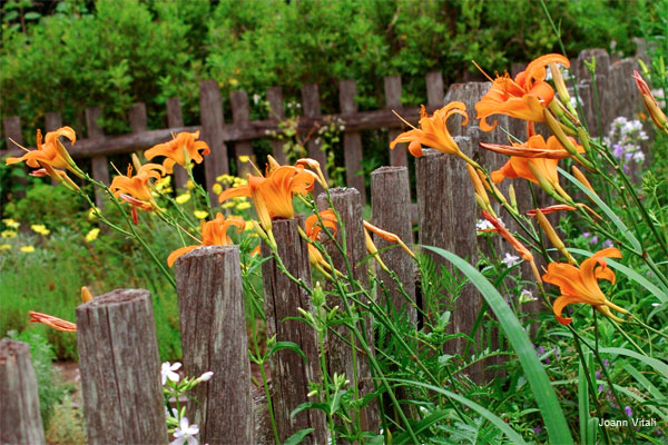 Wild Lilies by Joann Vitali